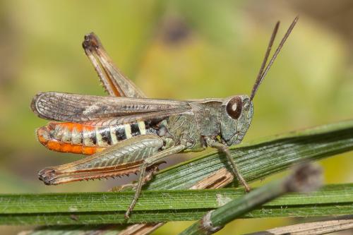 Omocestus rufipes